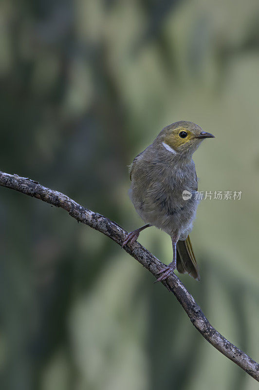 白羽蜜水(Lichenostomus penicillatus)